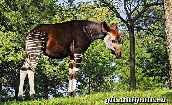 Животные-тропического-леса-8