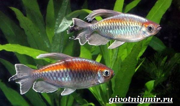 Животные-тропического-леса-9