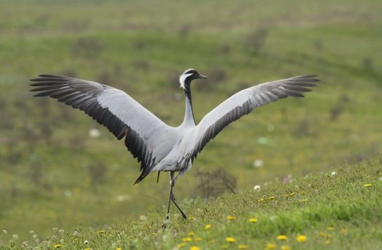 журавль-красавка