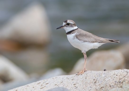 Какая птица ныряет глубже