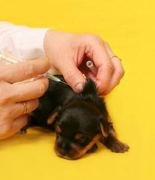 Vaksinasjon av toy terrier