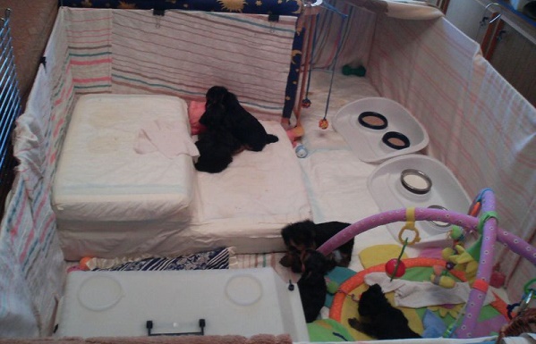 одиннадцать