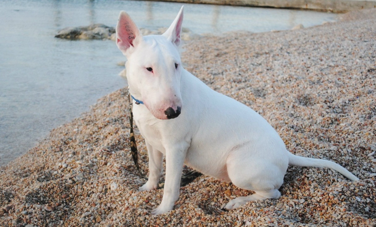 Бультерьер