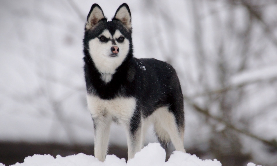 Аляскинский кли-кай