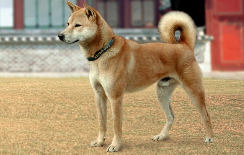 Корейский Джиндо