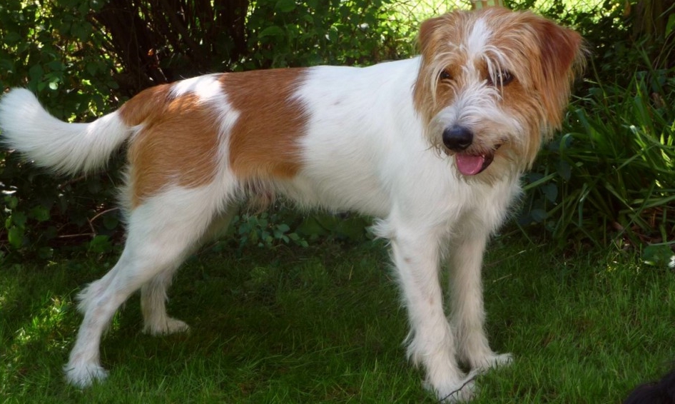 Кромфорландер