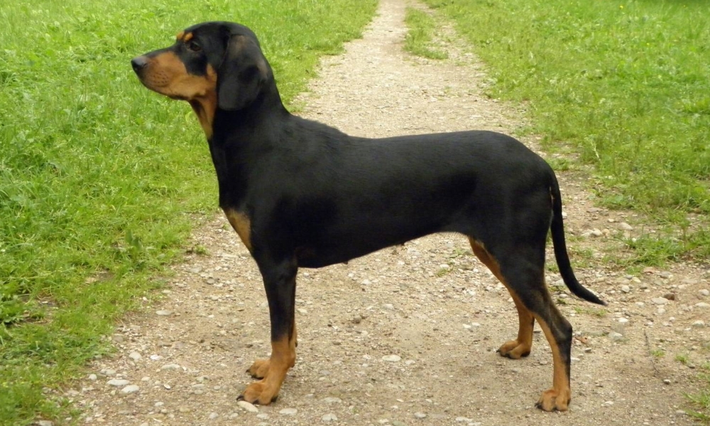 Латвийская собака