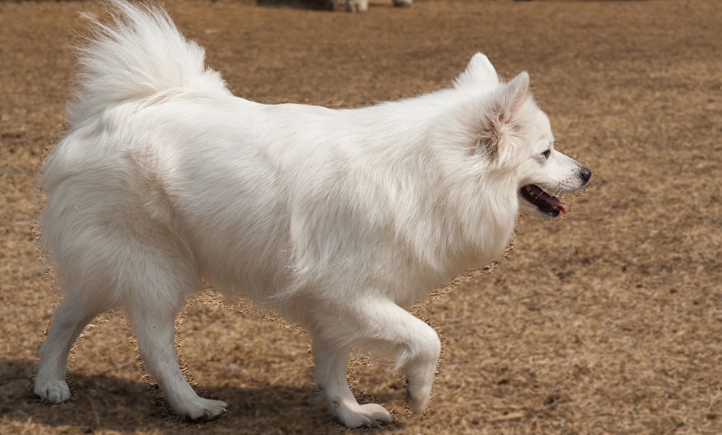 Немецкий шпиц крупный