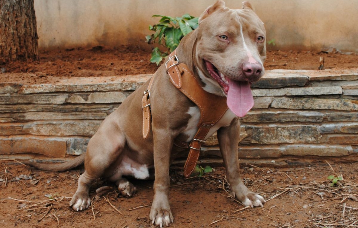 Американский питбультерьер