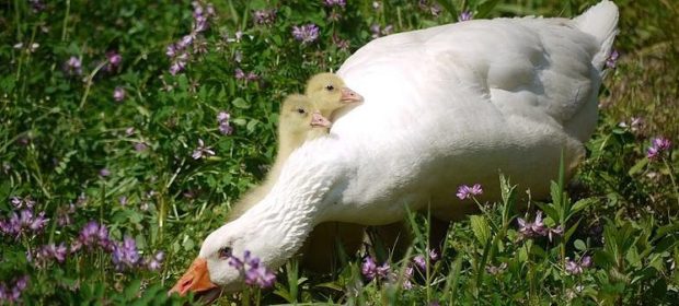 Белый гусь и его гусята — очень осторожные птицы