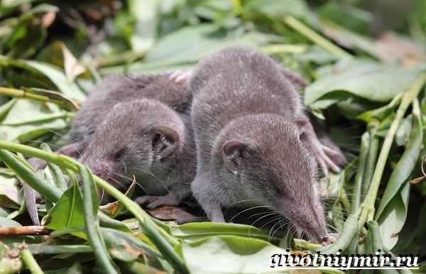 Белозубка-животное-Образ-жизни-и-среда-обитания-белозубки-3