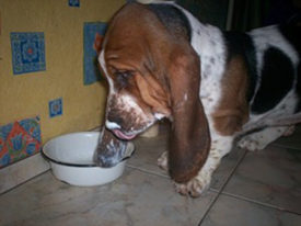 Кормление бассета