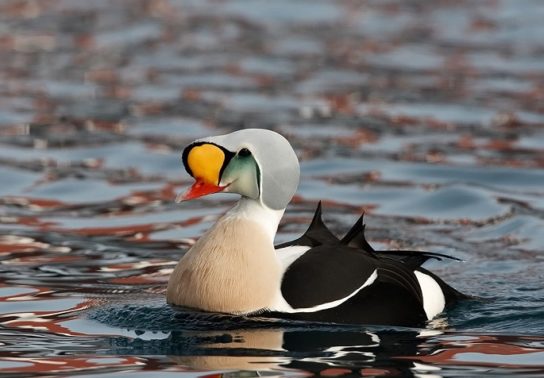 гага-гребенушка