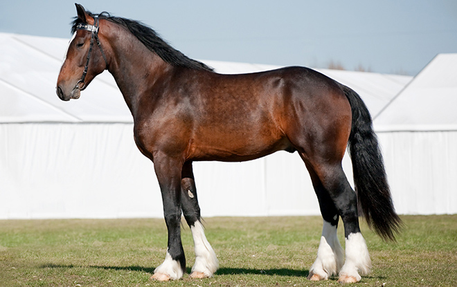 У жеребят можно встретить светлый окрас ног