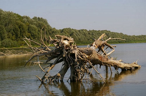 коряги на реке