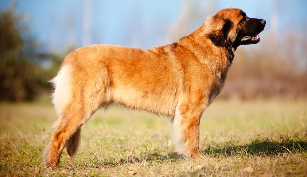 Здоровье Леонбергера