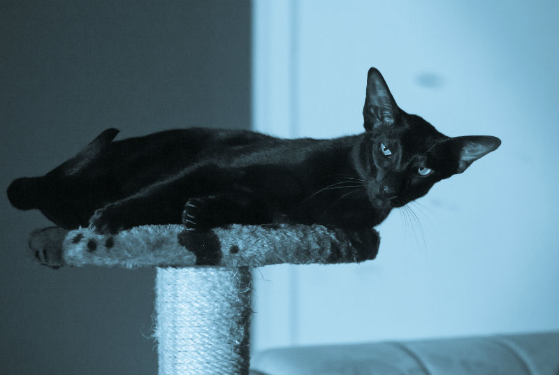 Порода кошек Гавана: история происхождения