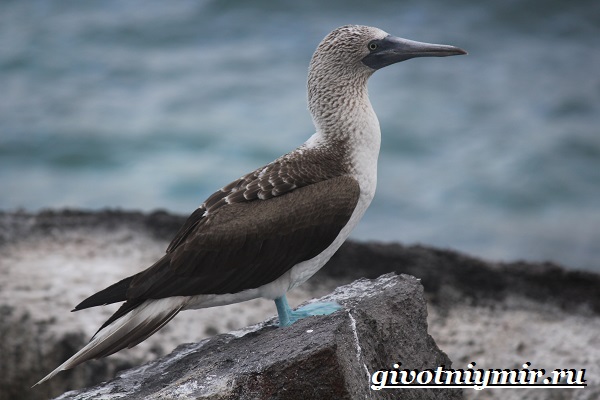 Олуша-птица-Образ-жизни-и-среда-обитания-птицы-олуши-15