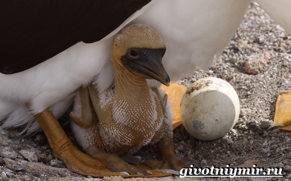 Олуша-птица-Образ-жизни-и-среда-обитания-птицы-олуши-22