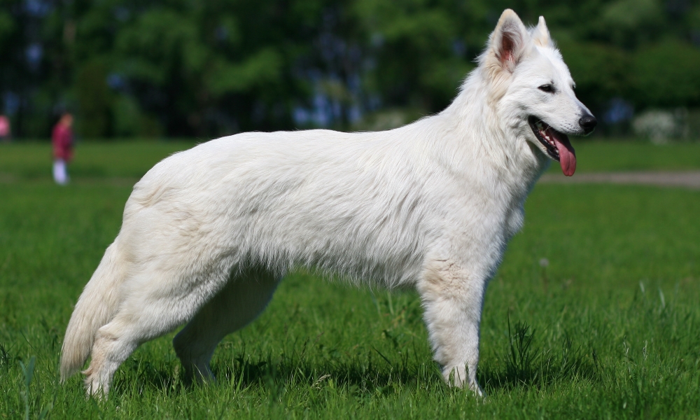 Белая швейцарская овчарка