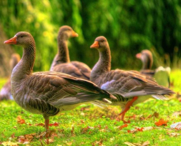 Серый дикий гусь — самая многочисленная порода