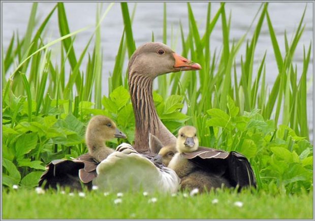 Серый гусь с гусятами на гнезде
