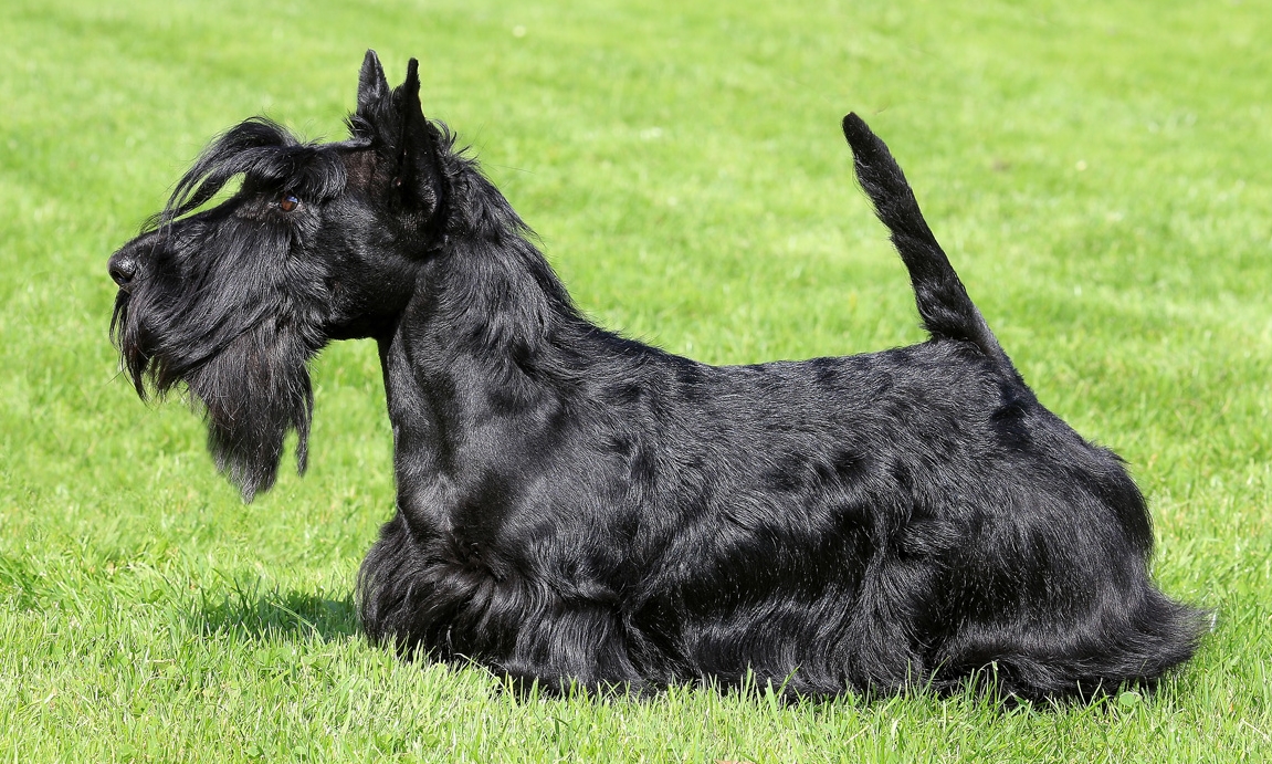 Шотландский терьер