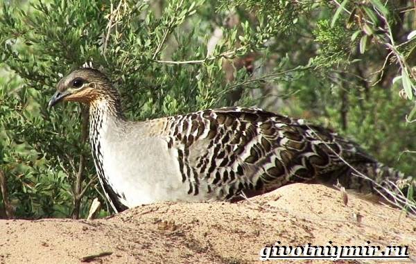 Сорная-курица-Описание-особенности-и-среда-обитания-сорной-курицы-6