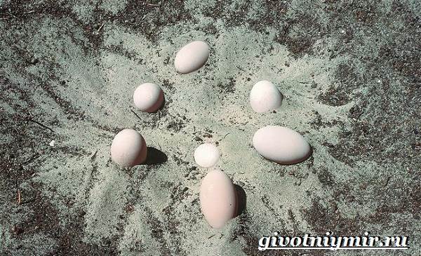 Сорная-курица-Описание-особенности-и-среда-обитания-сорной-курицы-8