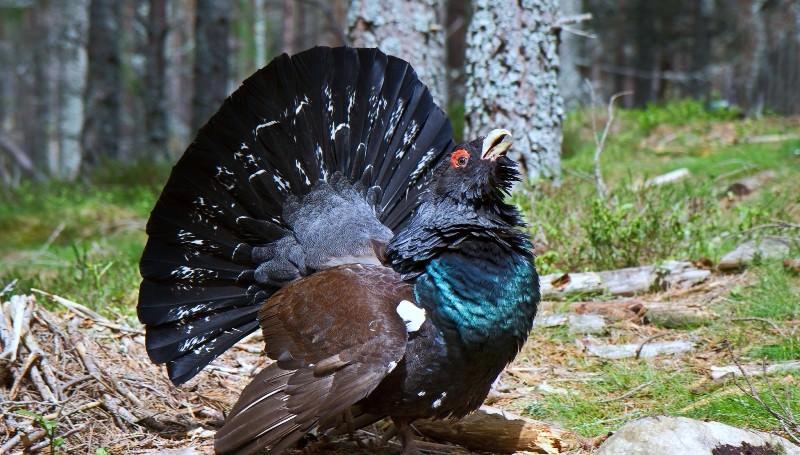 птицы подмосковья тетеревиные семейство фото
