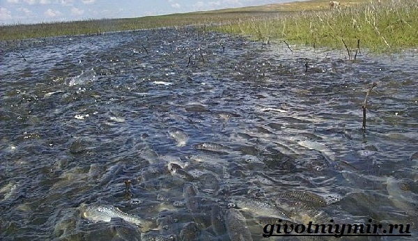 Вобла-рыба-Образ-жизни-и-среда-обитания-рыбы-воблы-11