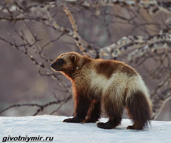 Животные-Байкала-Названия-описание-и-особенности-животных-Байкала-4
