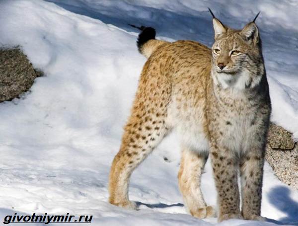 Животные-Байкала-Названия-описание-и-особенности-животных-Байкала-7