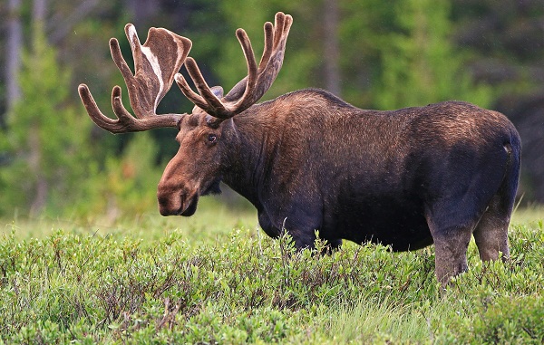 Животные-Байкала-Названия-описание-и-особенности-животных-Байкала-88