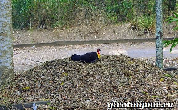 Сорная-курица-Описание-особенности-и-среда-обитания-сорной-курицы-9