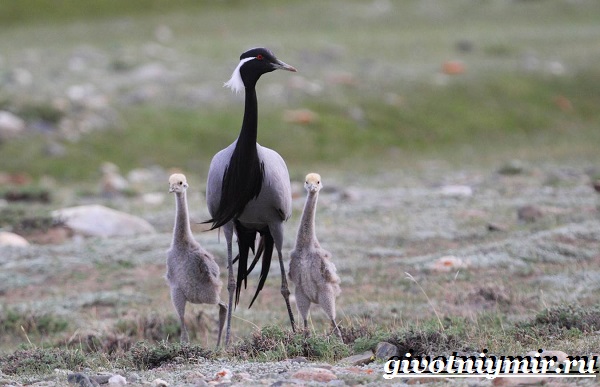 Журавль-красавка-птица-Образ-жизни-и-среда-обитания-журавля-красавка-2
