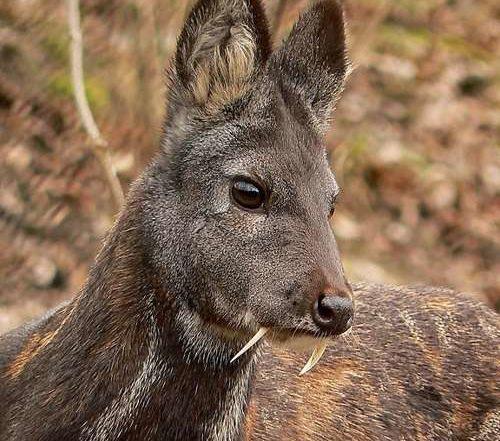 Животные Байкала: краткое описание