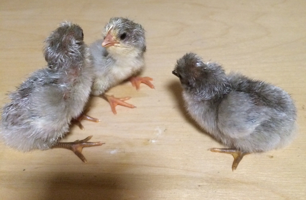 Разведение в своем хозяйстве