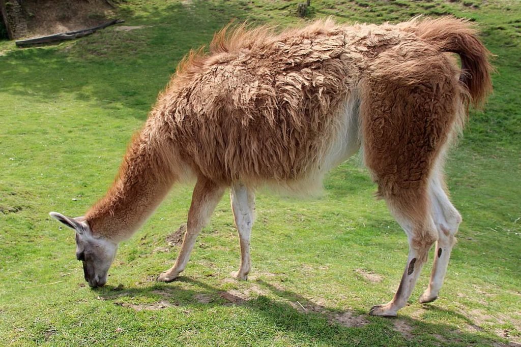 Лама (Lama glama)