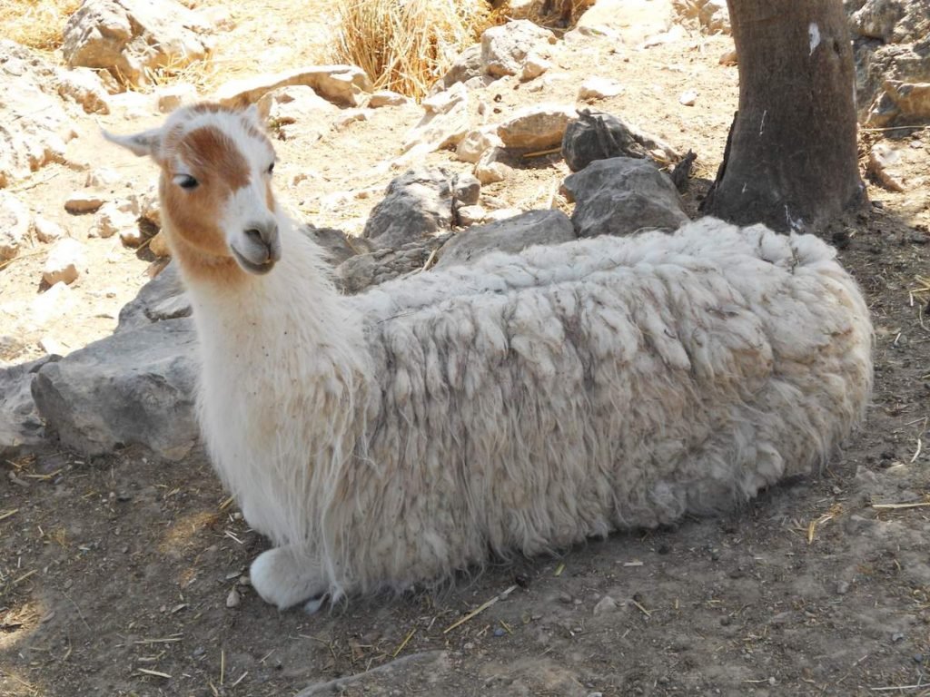 Лама (Lama glama)