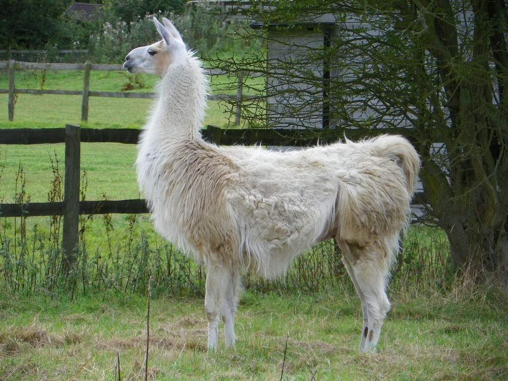 Лама (Lama glama)
