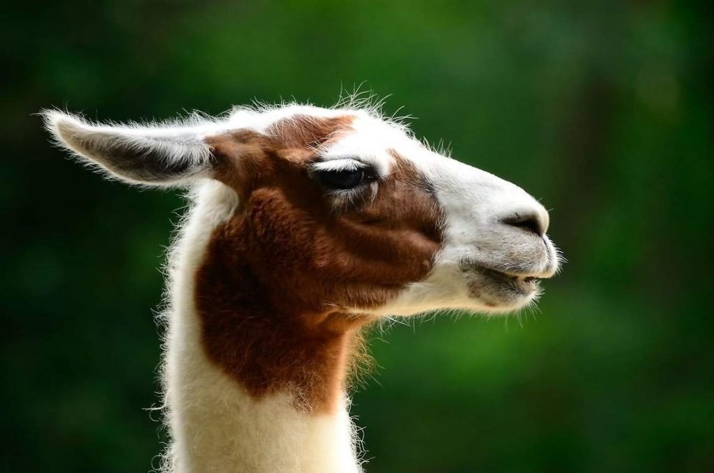 Лама (Lama glama)