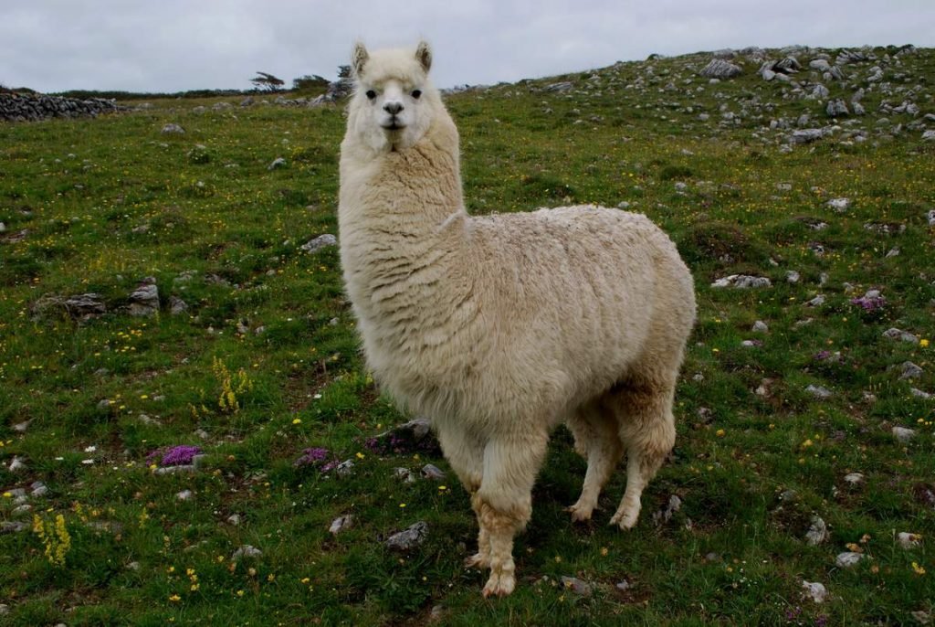 Лама (Lama glama)