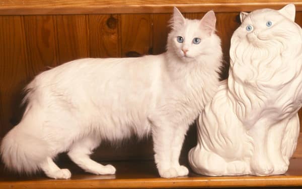 белая кошка породы турецкая ангора