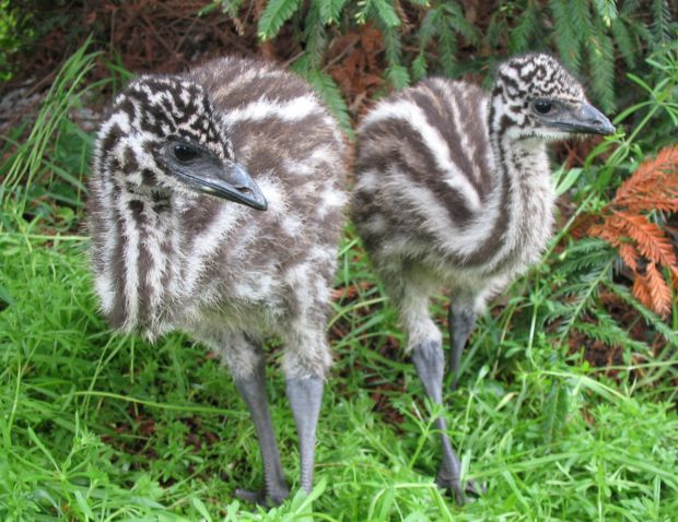Птенцы Эму