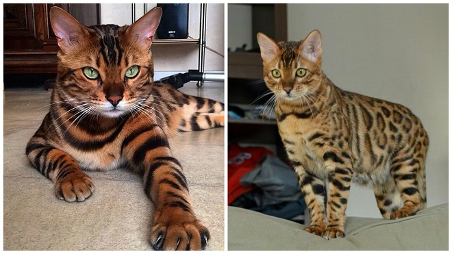 бенгальскоие коты