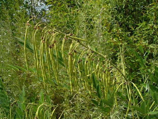 Бобовые очень питательны