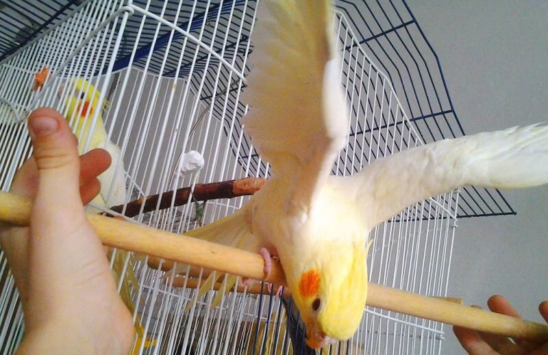 что любят попугаи корелла