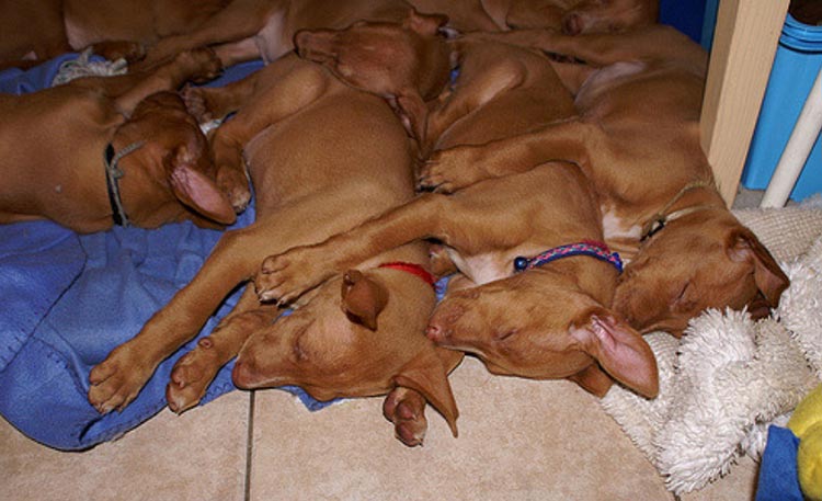 щенки фараона