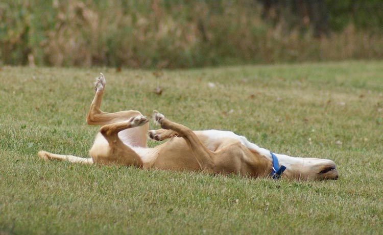 фараонова собака рыжая